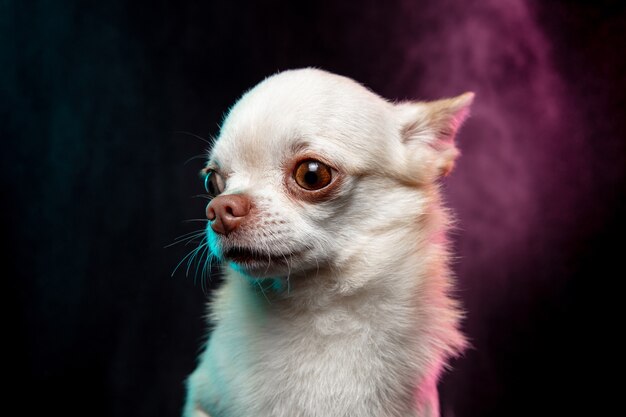 Cachorro Chihuahua posando como cervo de Natal isolado no fundo branco.