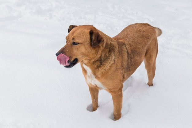 Cachorro com a língua de fora e em pé na terra de neve
