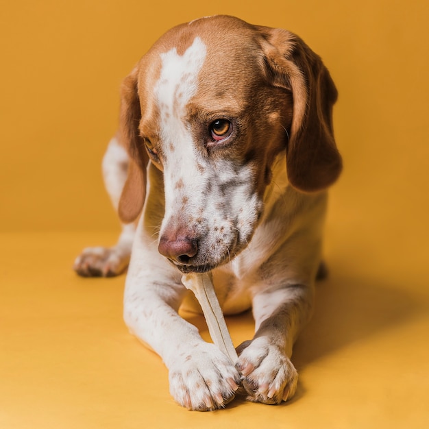 Cachorro comendo um osso com olhos adoráveis