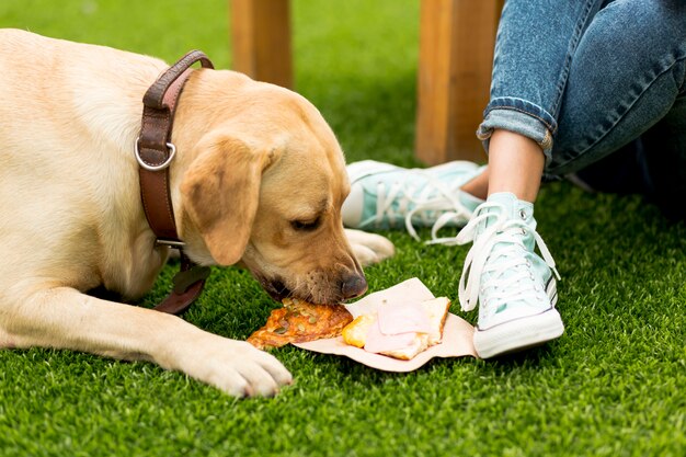 Cachorro comendo um sanduíche no parque