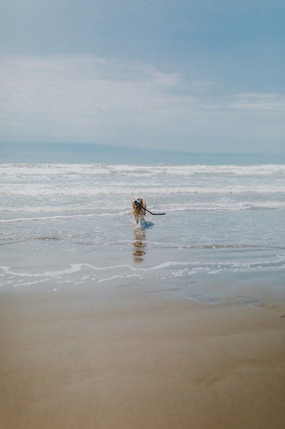 Cachorro correndo ao redor do mar, rodeado pela praia sob um céu nublado