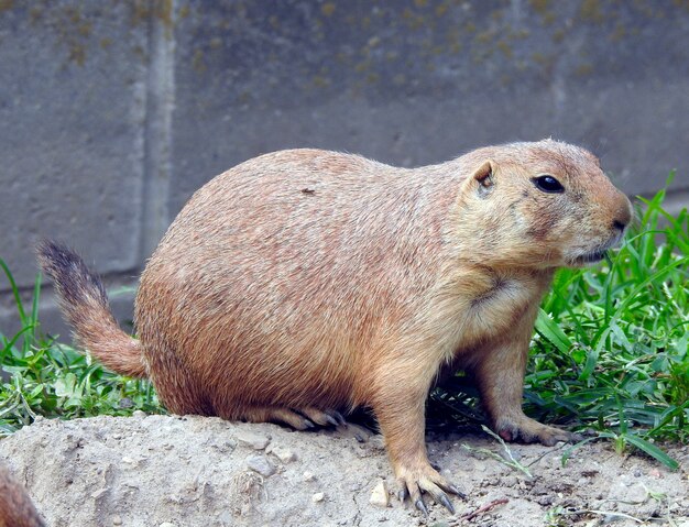 Cachorro-da-pradaria de cauda preta