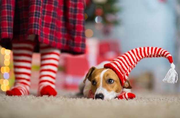 Cachorro de estimação jack russell terrier e pernas de uma menina em meias listradas de branco vermelho celebrando o natal em casa perto da árvore de ano novo