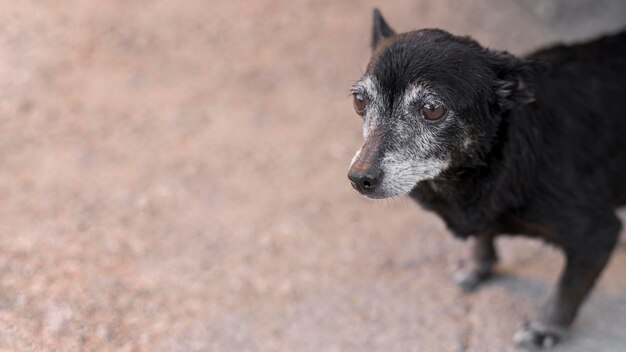 Cachorro de resgate triste em centro de adoção com espaço de cópia