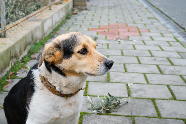 Cachorro de rua fofo local senta-se na calçada, o olhar é direcionado para o espaço lateral para rua de texto e cuidados com animais de estimação