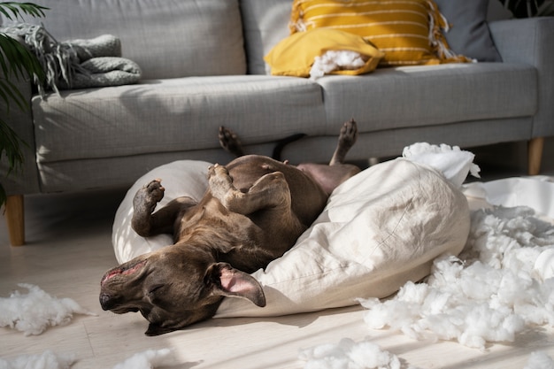 Foto grátis cachorro de tiro completo deitado no travesseiro