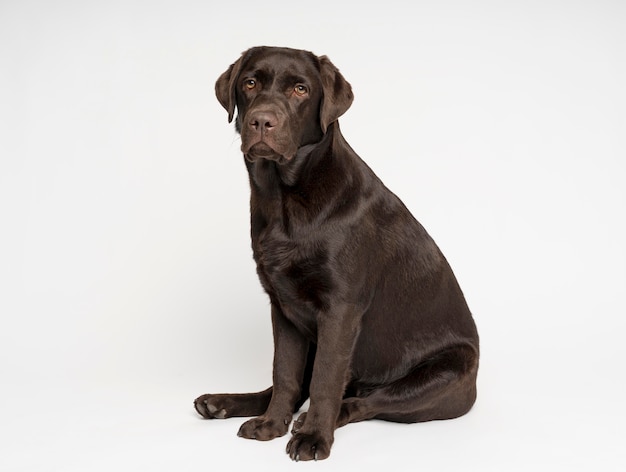 Cachorro de tiro completo posando com fundo branco