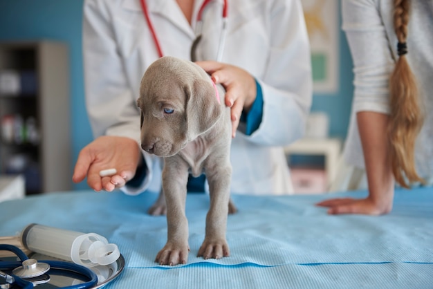 Cachorro doente tomando um comprimido