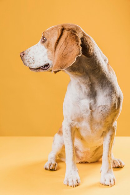 Cachorro em pé em uma sala amarela e olhando para longe