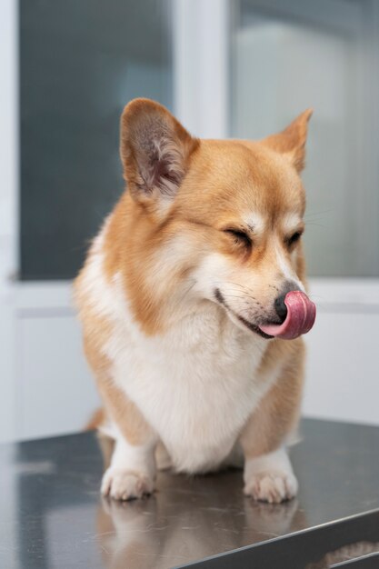 Cachorro esperando no consultório veterinário