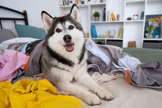 Cachorro fazendo bagunça com roupas em casa