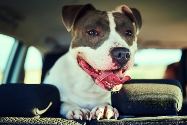 Cachorro feliz apreciando a vista durante a viagem