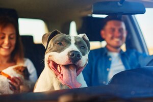Cachorro feliz como passageiro de carro