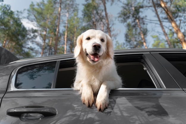 Cachorro feliz de baixo ângulo no carro