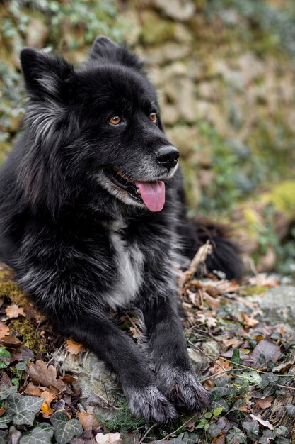 Cachorro feliz na natureza