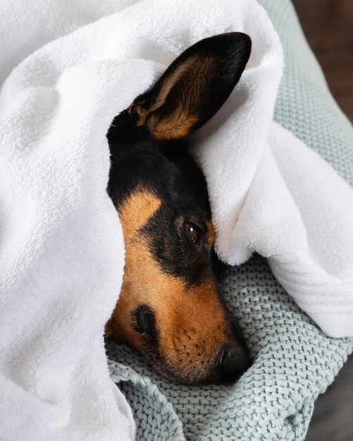 Cachorro fofo coberto com cobertor