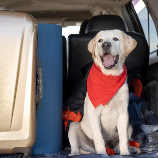 Foto grátis cachorro fofo com bandana vermelha olhando para longe