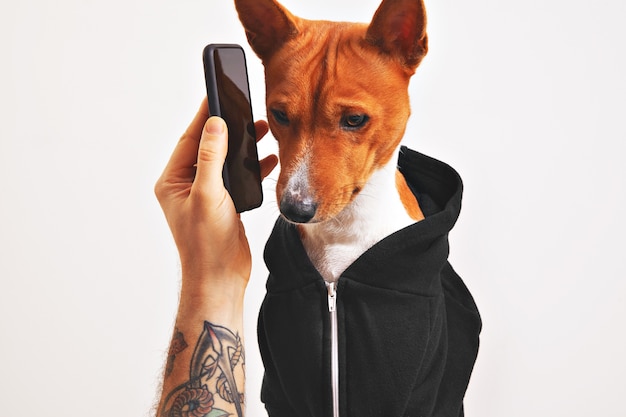 Cachorro fofo com capuz preto ouvindo atentamente o smartphone segurado pela mão de um homem tatuado isolada no branco
