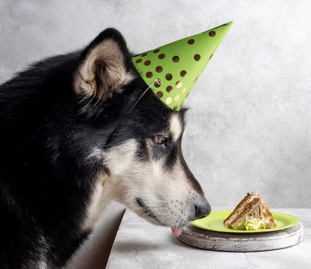 Foto grátis cachorro fofo com pedaço de bolo