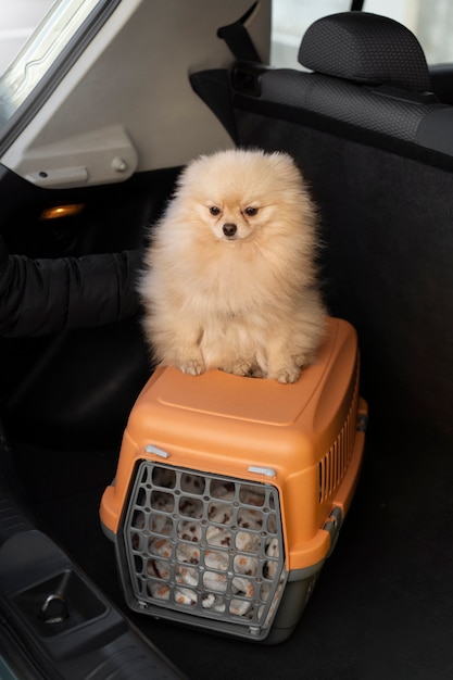 Foto grátis cachorro fofo com transportadora no carro