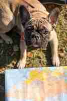Foto grátis cachorro fofo de alta vista e mapa