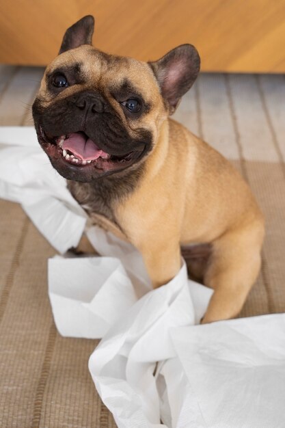 Cachorro fofo de alto ângulo brincando com papel higiênico