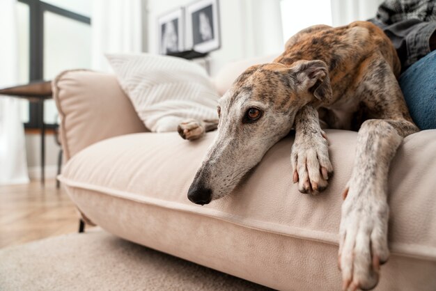 Cachorro fofo de ângulo baixo deitado no sofá