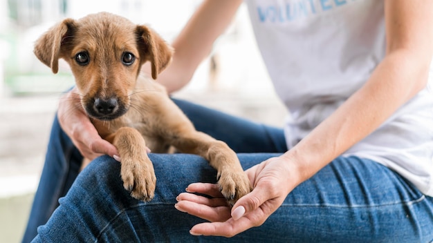 Cachorro fofo de resgate em abrigo sendo segurado por uma mulher