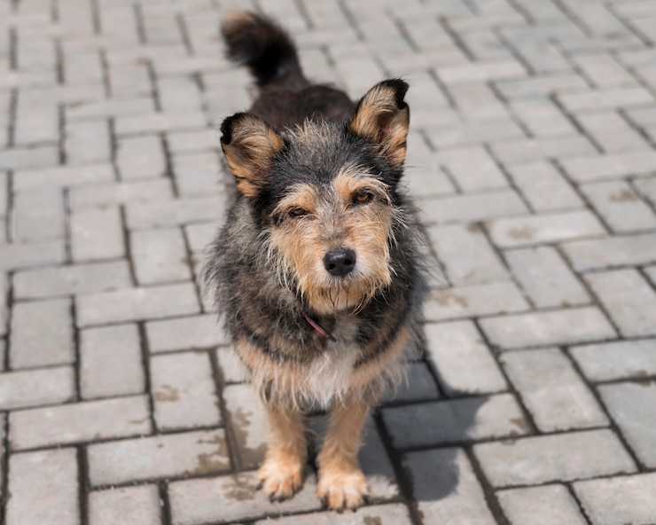 Foto grátis cachorro fofo do lado de fora em um abrigo esperando para ser adotado por alguém