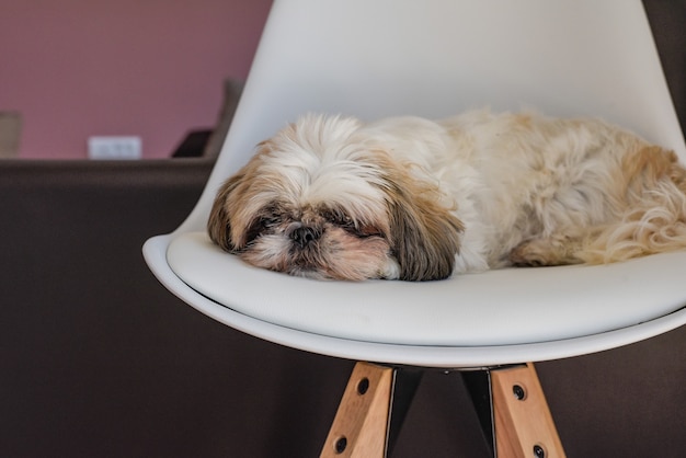 Cachorro fofo e fofo dormindo em uma cadeira