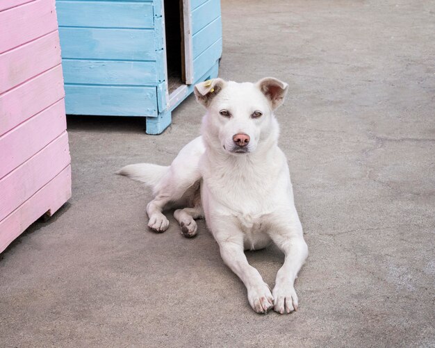 Cachorro fofo esperando para ser adotado por alguém