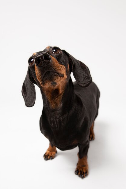 Cachorro fofo olhando para cima em um estúdio