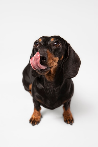 Cachorro fofo olhando para cima em um estúdio