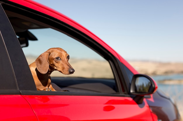 Cachorro fofo olhando pela janela do carro