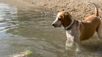 Foto grátis cachorro fofo parado na água