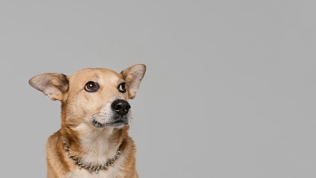 Foto grátis cachorro fofo usando colar com cópia-espaço