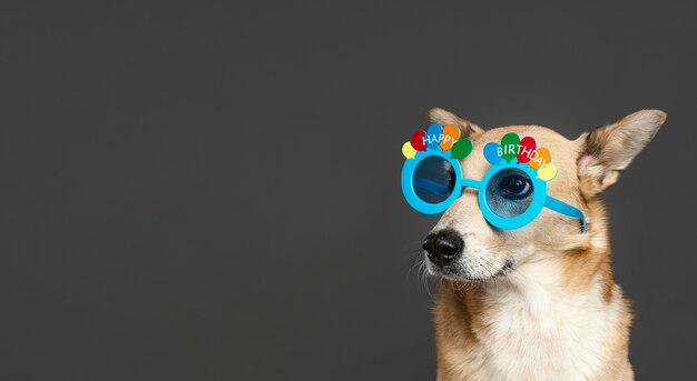 Cachorro fofo usando óculos azuis