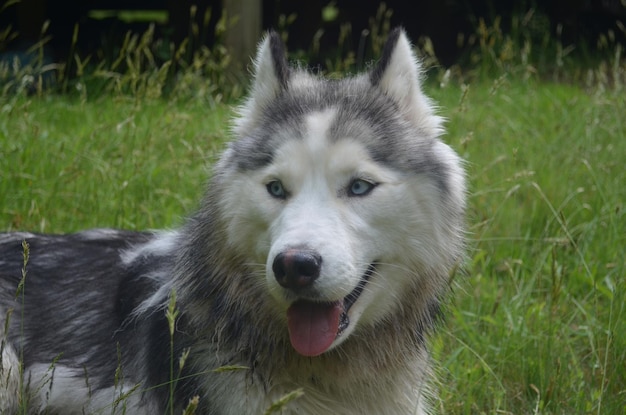 Cachorro husky siberiano de olhos muito azuis deitado na grama.