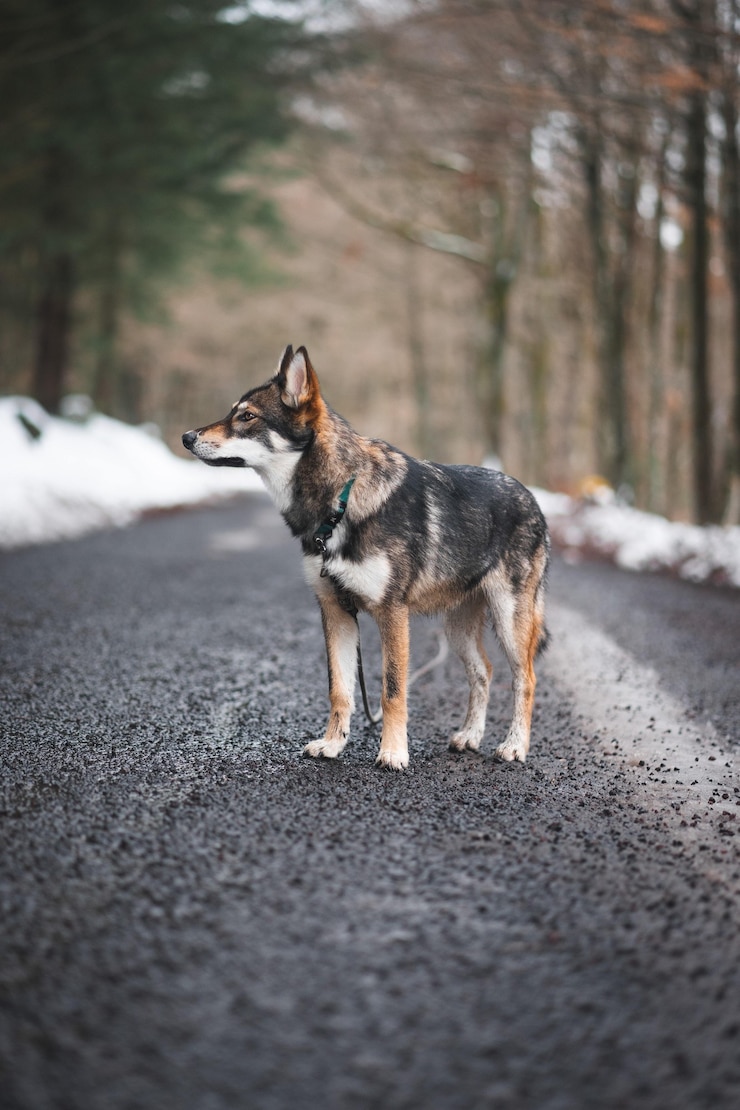 Foto grátis cachorro inuit do norte na estrada