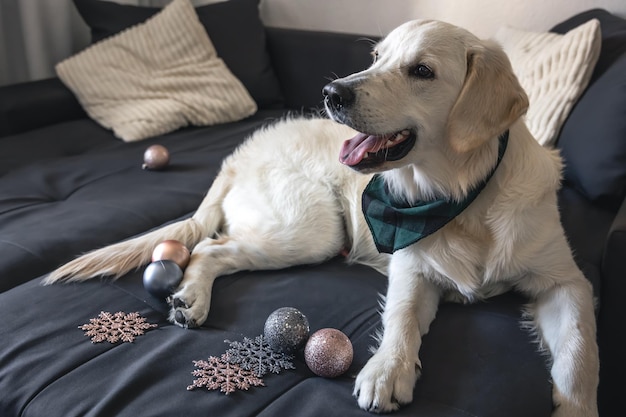 Cachorro labrador branco no sofá entre a decoração de Natal