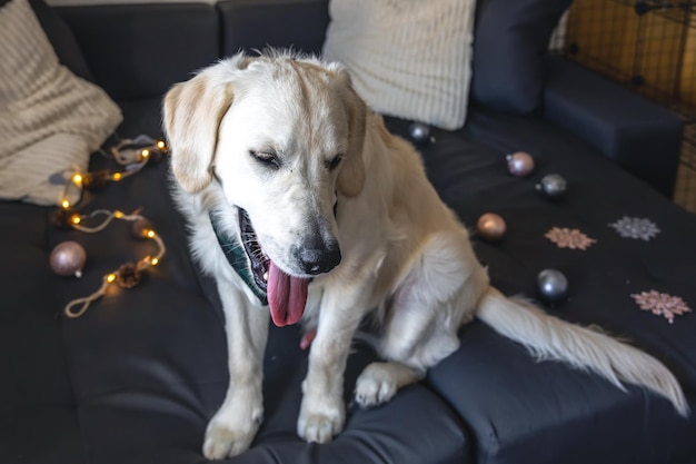 Cachorro labrador branco no sofá entre a decoração de Natal