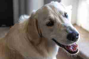 Foto grátis cachorro labrador closeup no interior da casa