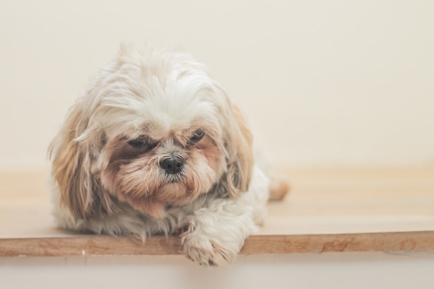 Cachorro marrom-claro da raça Mal-Shih em frente a uma parede branca