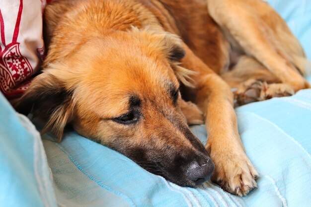 Cachorro marrom fofo dormindo pacificamente nas cobertas azuis de um sofá