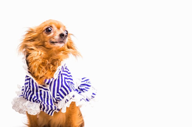 Cachorro marrom vestido isolado no fundo branco