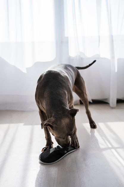 Foto grátis cachorro mordendo sapato em casa tiro completo