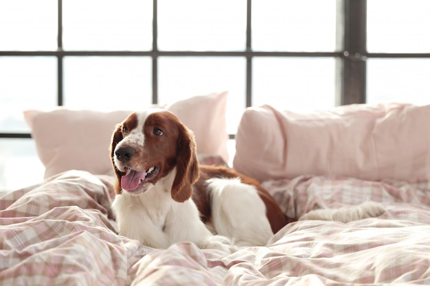 Cachorro na cama de manhã