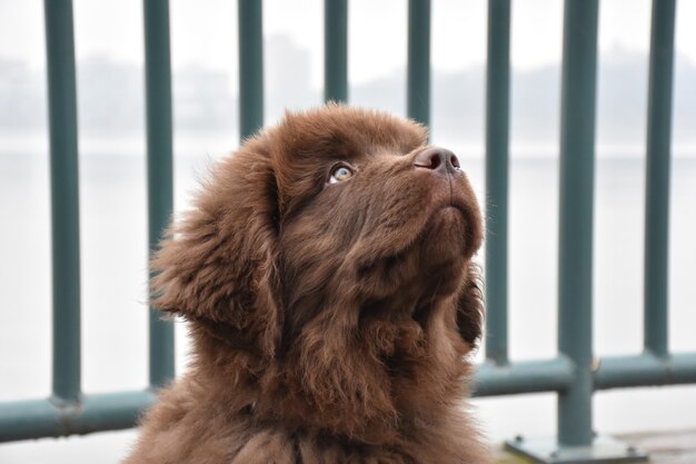 Cachorro Newfie marrom fofo olhando para cima enquanto está sentado