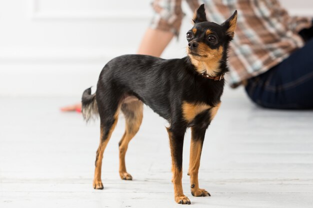 Cachorro no chão