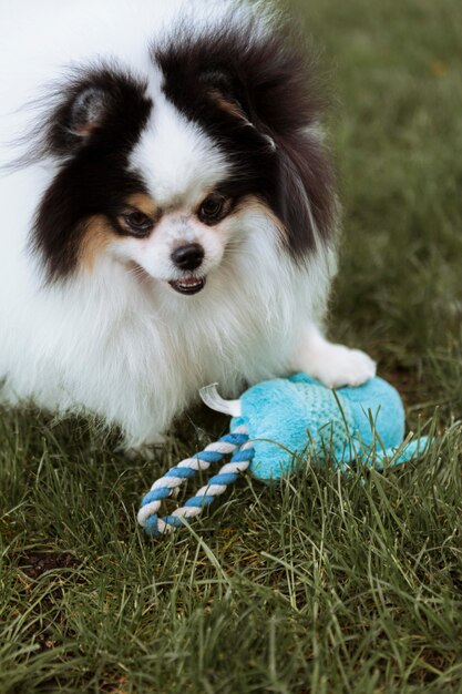 Cachorro olhando alto brincando com um brinquedo